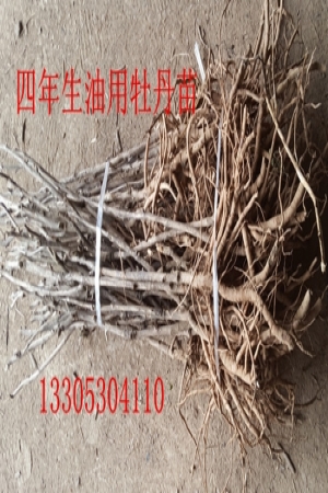 四年生油用牡丹苗