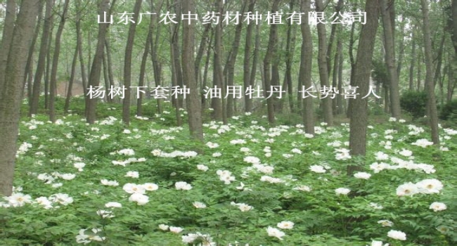 杨树下套种油用牡丹，长势喜人