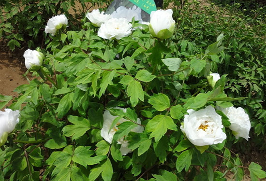 山东菏泽市润康中药材研究所