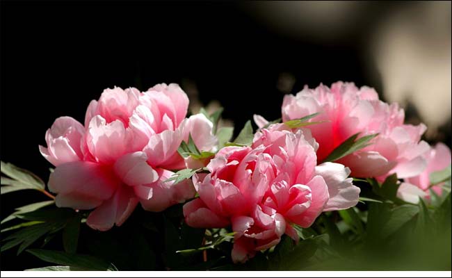 牡丹花4